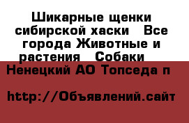 Шикарные щенки сибирской хаски - Все города Животные и растения » Собаки   . Ненецкий АО,Топседа п.